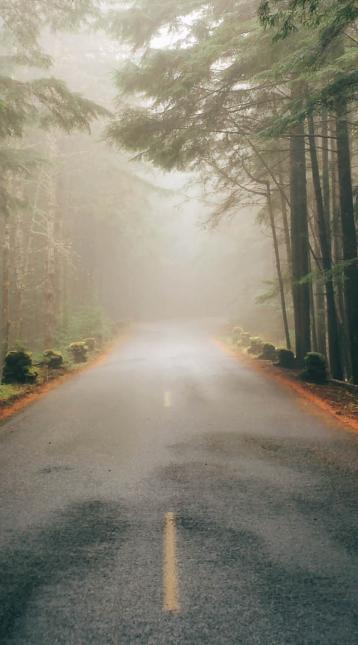 empty road in a foggy forest
